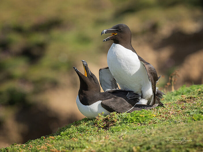 Alk - Razorbill - Alca torda - wildlifepics - dennis binda - birdimage