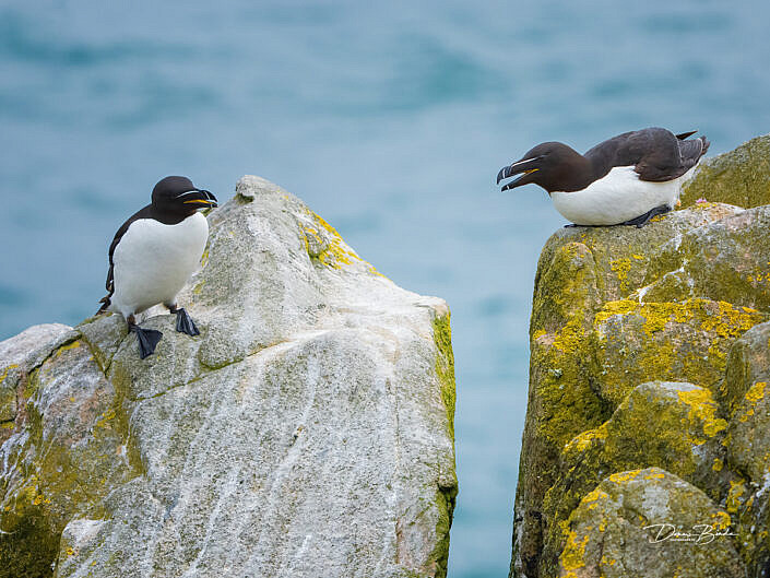 Alk - Razorbill - Alca torda - wildlifepics - dennis binda - birdimage