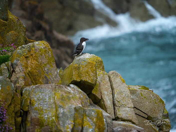 Alk - Razorbill - Alca torda - wildlifepics - dennis binda - birdimage