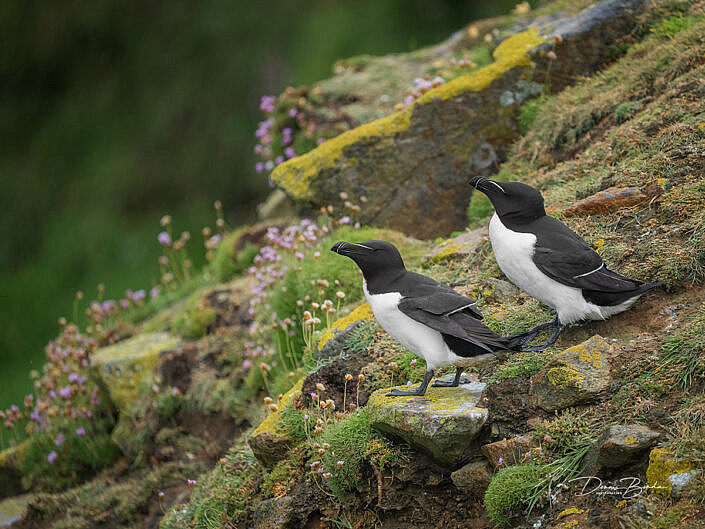 Alk - Razorbill - Alca torda - wildlifepics - dennis binda - birdimage