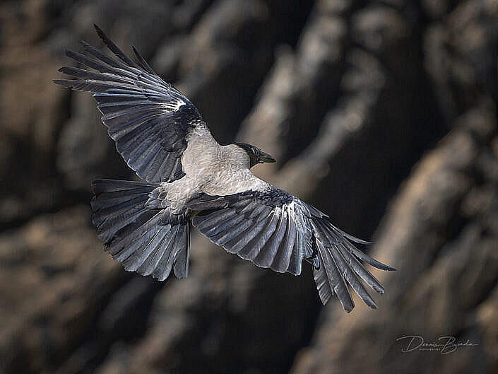 Hooded Crow - Corvus cornix - Bonte Kraai - wildlifepics - dennis binda - birdimage