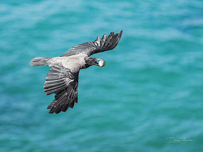 Hooded Crow - Corvus cornix - Bonte Kraai - wildlifepics - dennis binda - birdimage