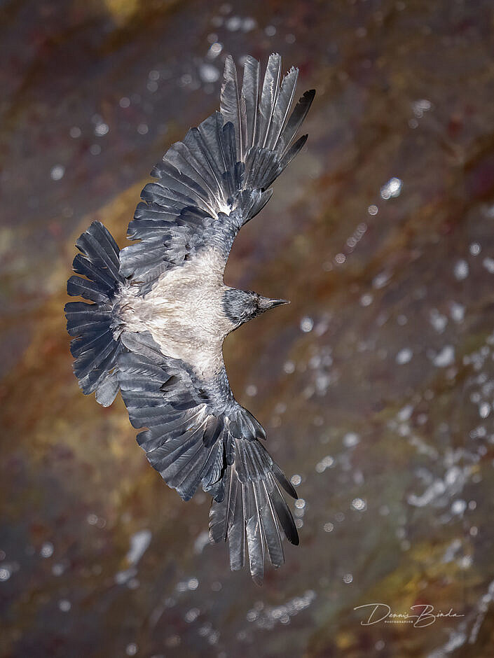 Hooded Crow - Corvus cornix - Bonte Kraai - wildlifepics - dennis binda - birdimage