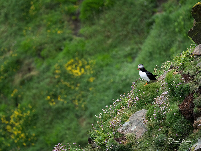 Fratercula arctica - Papegaaiduiker - Atlantic puffin - wildlifepics - dennis binda - birdimage