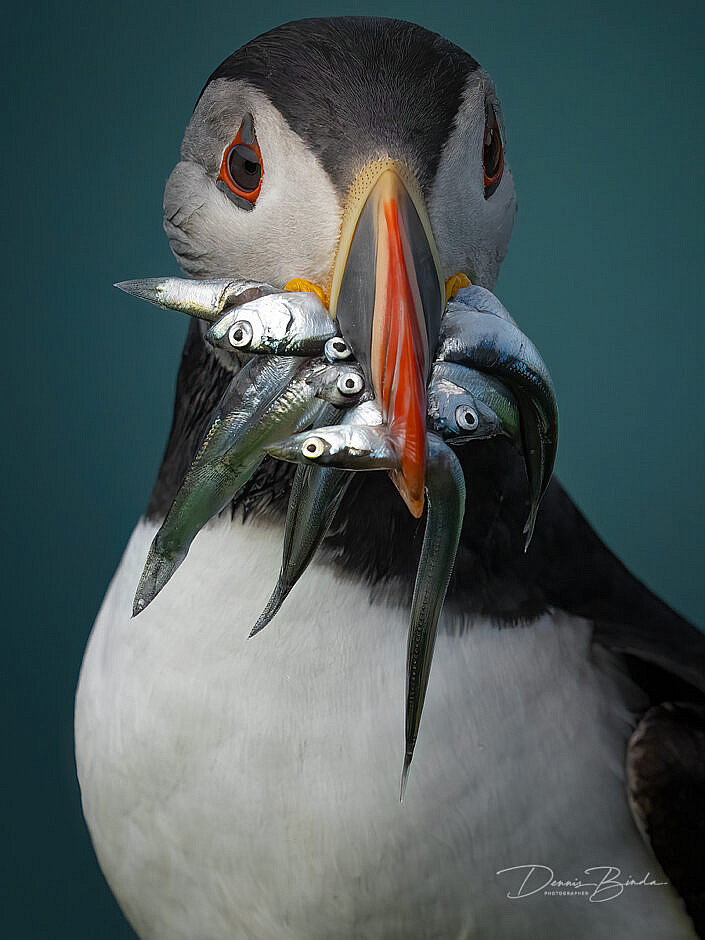 Fratercula arctica - Papegaaiduiker - Atlantic puffin - wildlifepics - dennis binda - birdimage