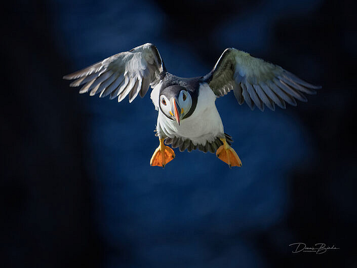 Fratercula arctica - Papegaaiduiker - Atlantic puffin - wildlifepics - dennis binda - birdimage