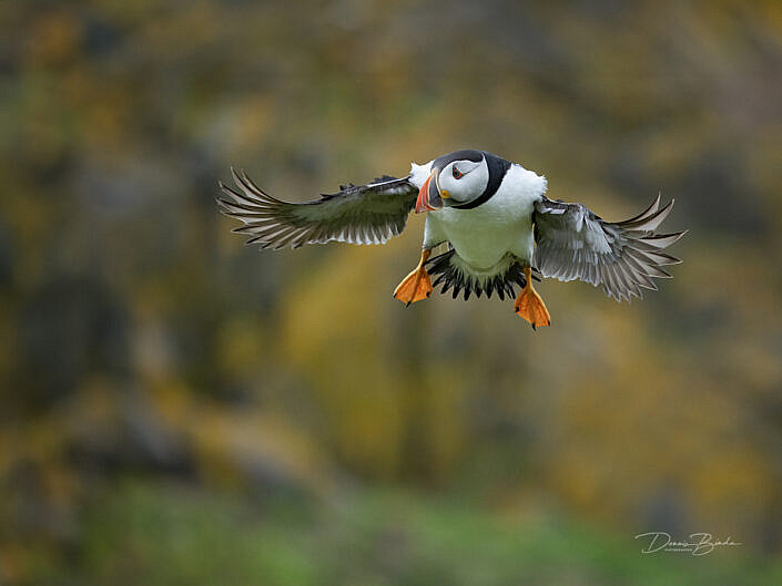 Fratercula arctica - Papegaaiduiker - Atlantic puffin - wildlifepics - dennis binda - birdimage