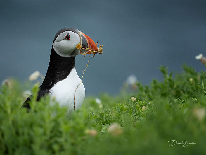 Fratercula arctica - Papegaaiduiker - Atlantic puffin - wildlifepics - dennis binda - birdimage