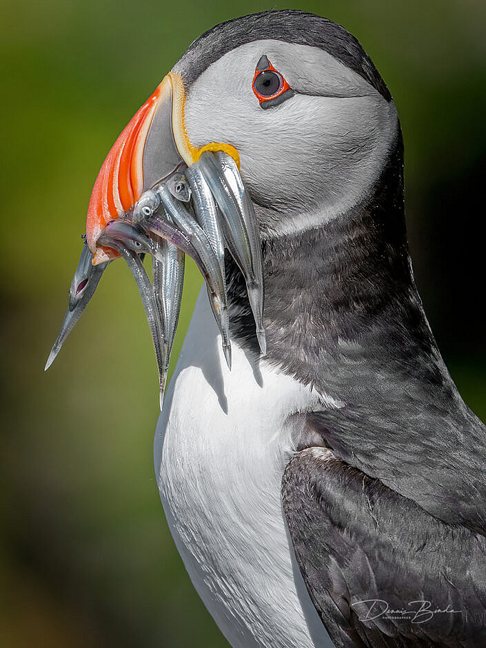 Fratercula arctica - Papegaaiduiker - Atlantic puffin - wildlifepics - dennis binda - birdimage