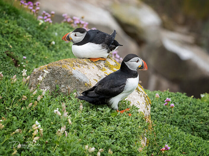 Fratercula arctica - Papegaaiduiker - Atlantic puffin - wildlifepics - dennis binda - birdimage