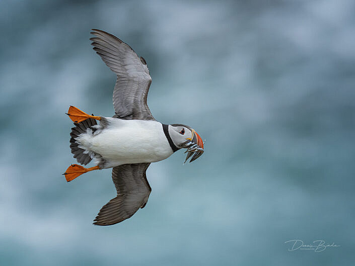 Fratercula arctica - Papegaaiduiker - Atlantic puffin - wildlifepics - dennis binda - birdimage