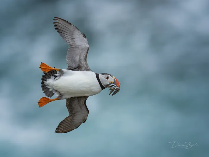 Fratercula arctica - Papegaaiduiker - Atlantic puffin - wildlifepics - dennis binda - birdimage