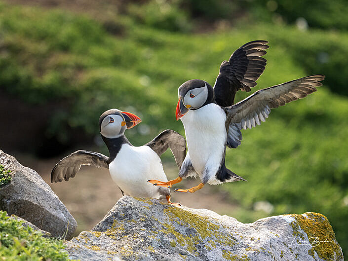 Fratercula arctica - Papegaaiduiker - Atlantic puffin - wildlifepics - dennis binda - birdimage