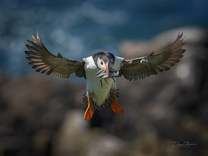 Fratercula arctica - Papegaaiduiker - Atlantic puffin - wildlifepics - dennis binda - birdimage