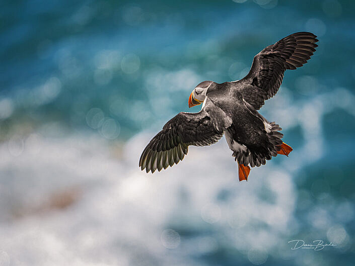 Fratercula arctica - Papegaaiduiker - Atlantic puffin - wildlifepics - dennis binda - birdimage