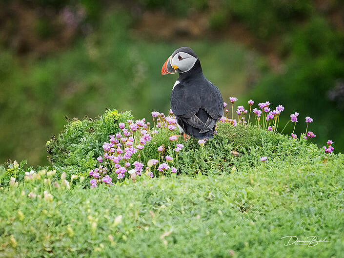 Fratercula arctica - Papegaaiduiker - Atlantic puffin - wildlifepics - dennis binda - birdimage