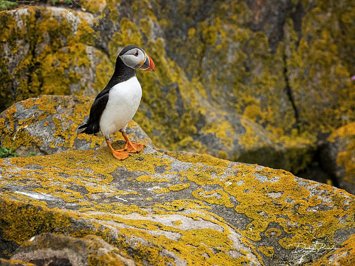 Fratercula arctica - Papegaaiduiker - Atlantic puffin - wildlifepics - dennis binda - birdimage