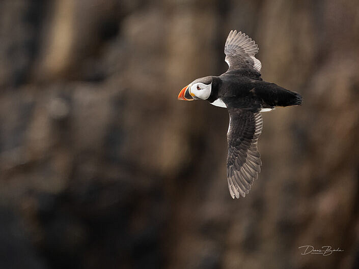 Fratercula arctica - Papegaaiduiker - Atlantic puffin - wildlifepics - dennis binda - birdimage