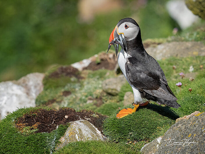 Fratercula arctica - Papegaaiduiker - Atlantic puffin - wildlifepics - dennis binda - birdimage