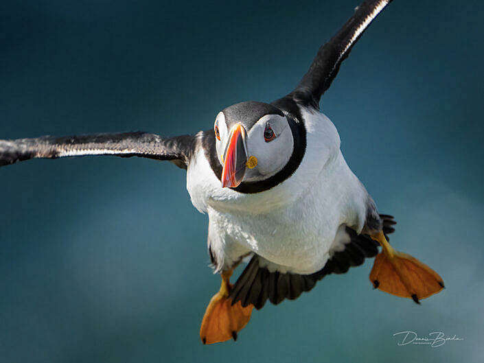 Fratercula arctica - Papegaaiduiker - Atlantic puffin - wildlifepics - dennis binda - birdimage