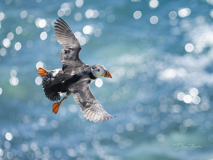 Fratercula arctica - Papegaaiduiker - Atlantic puffin - wildlifepics - dennis binda - birdimage