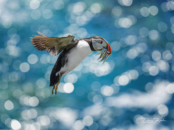 Fratercula arctica - Papegaaiduiker - Atlantic puffin - wildlifepics - dennis binda - birdimage