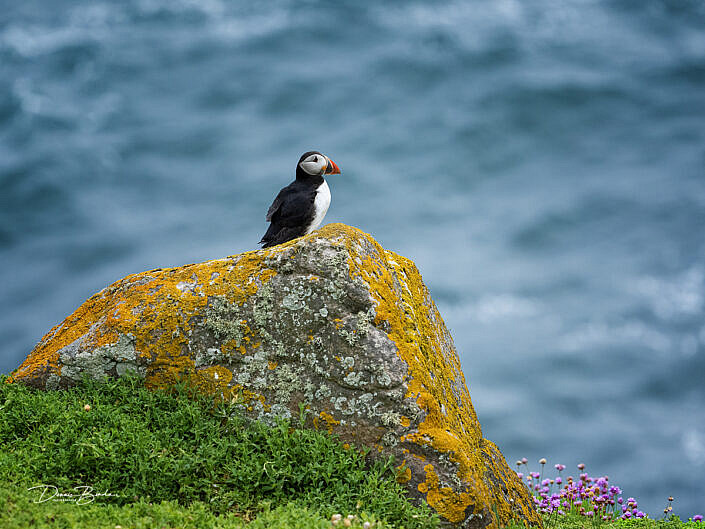 Fratercula arctica - Papegaaiduiker - Atlantic puffin - wildlifepics - dennis binda - birdimage