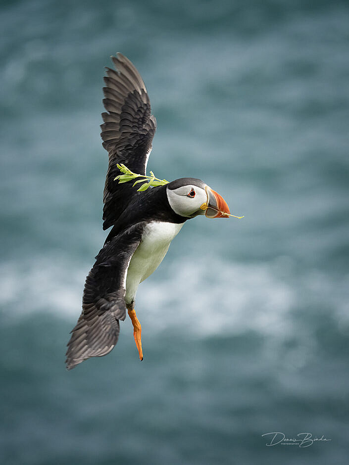 Fratercula arctica - Papegaaiduiker - Atlantic puffin - wildlifepics - dennis binda - birdimage