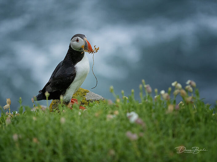 Fratercula arctica - Papegaaiduiker - Atlantic puffin - wildlifepics - dennis binda - birdimage