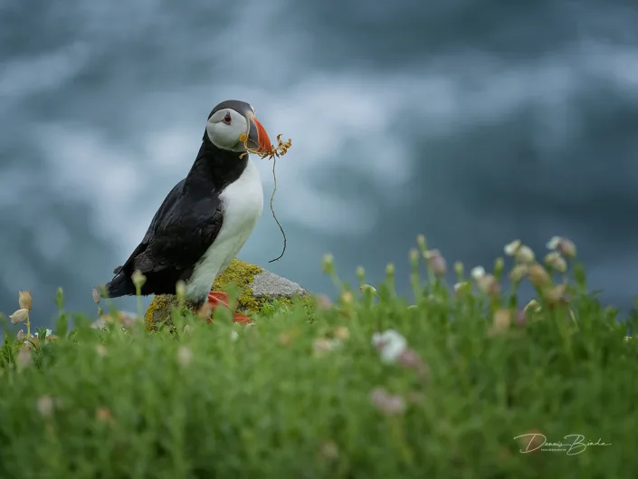Fratercula arctica - Papegaaiduiker - Atlantic puffin - wildlifepics - dennis binda - birdimage