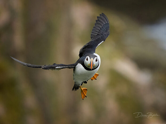 Fratercula arctica - Papegaaiduiker - Atlantic puffin - wildlifepics - dennis binda - birdimage