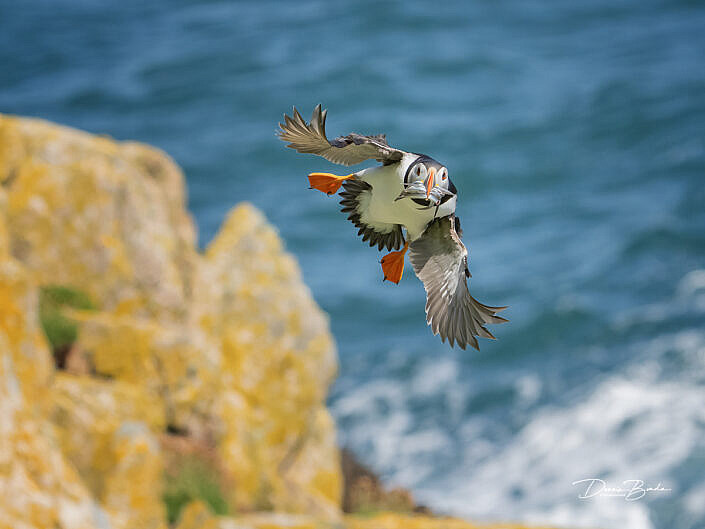 Fratercula arctica - Papegaaiduiker - Atlantic puffin - wildlifepics - dennis binda - birdimage