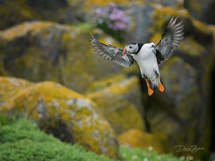 Fratercula arctica - Papegaaiduiker - Atlantic puffin - wildlifepics - dennis binda - birdimage