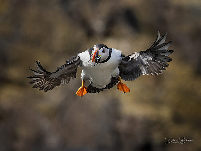 Fratercula arctica - Papegaaiduiker - Atlantic puffin - wildlifepics - dennis binda - birdimage