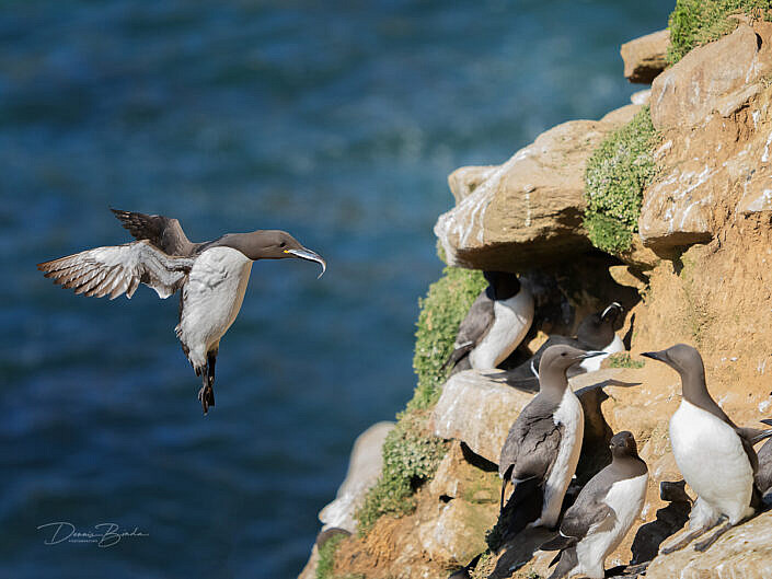 zeekoet-common-guillemot-common-murre-uria-aalge-wildlifepics-dennis-binda-birdimage