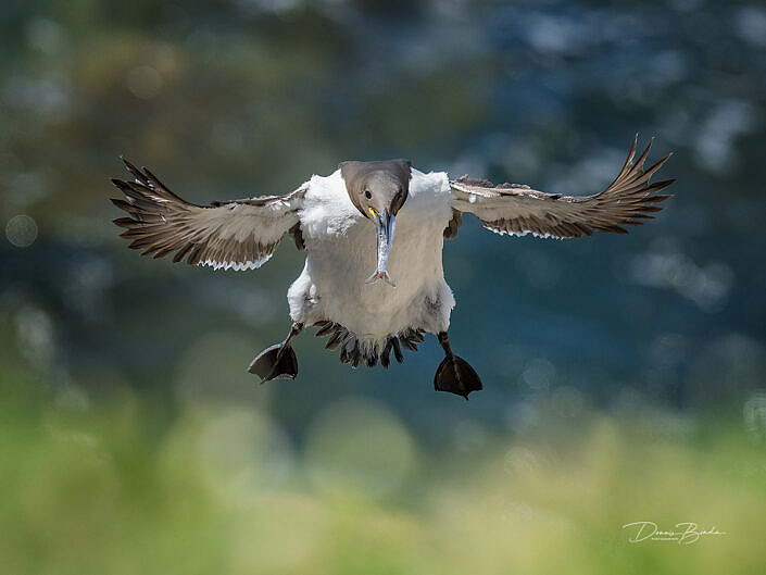 zeekoet-common-guillemot-common-murre-uria-aalge-wildlifepics-dennis-binda-birdimage