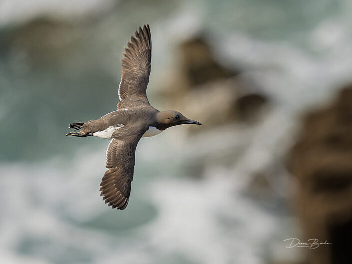 zeekoet-common-guillemot-common-murre-uria-aalge-wildlifepics-dennis-binda-birdimage