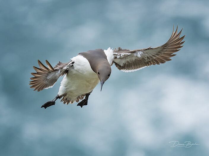 zeekoet-common-guillemot-common-murre-uria-aalge-wildlifepics-dennis-binda-birdimage