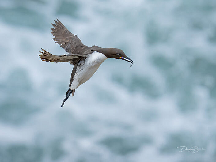 zeekoet-common-guillemot-common-murre-uria-aalge-wildlifepics-dennis-binda-birdimage