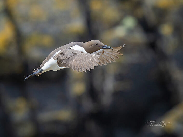 zeekoet-common-guillemot-common-murre-uria-aalge-wildlifepics-dennis-binda-birdimage