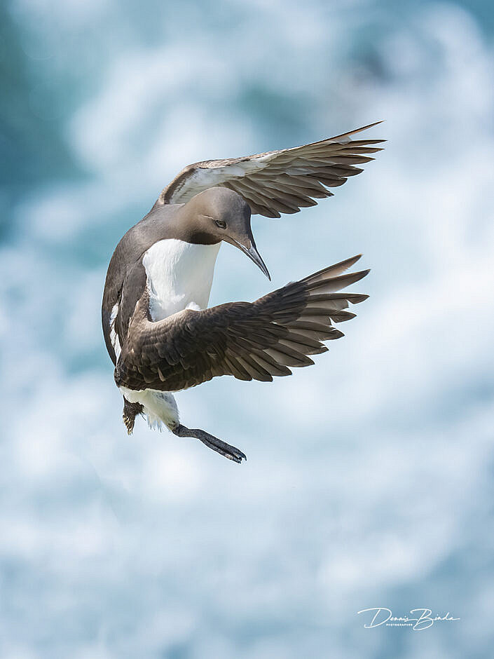 Zeekoet - Common Guillemot - Common Murre - Uria aalge - wildlifepics - dennis binda - birdimage