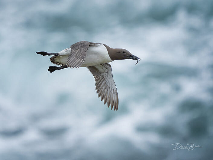 zeekoet-common-guillemot-common-murre-uria-aalge-wildlifepics-dennis-binda-birdimage