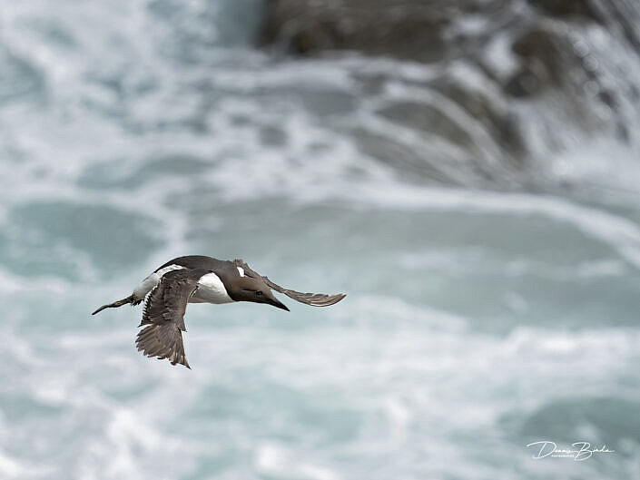 zeekoet-common-guillemot-common-murre-uria-aalge-wildlifepics-dennis-binda-birdimage