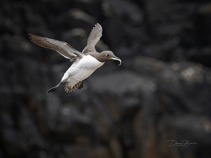 zeekoet-common-guillemot-common-murre-uria-aalge-wildlifepics-dennis-binda-birdimage