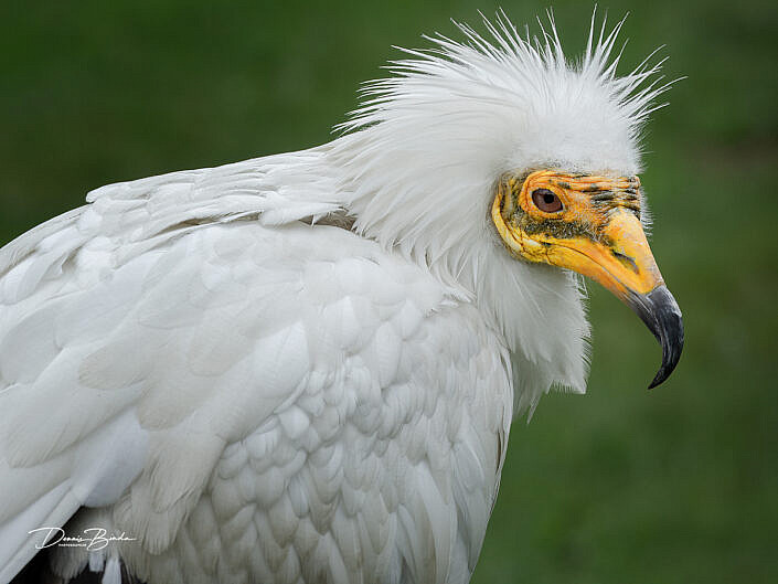 Aasgier - Alimoche Común - Egyptian Vulture