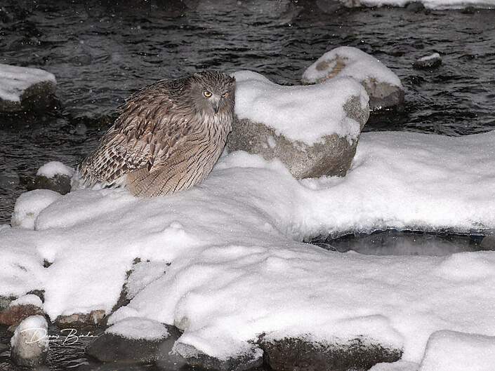 Blakistons visuil – Blakiston's fish owl sitting in the snow