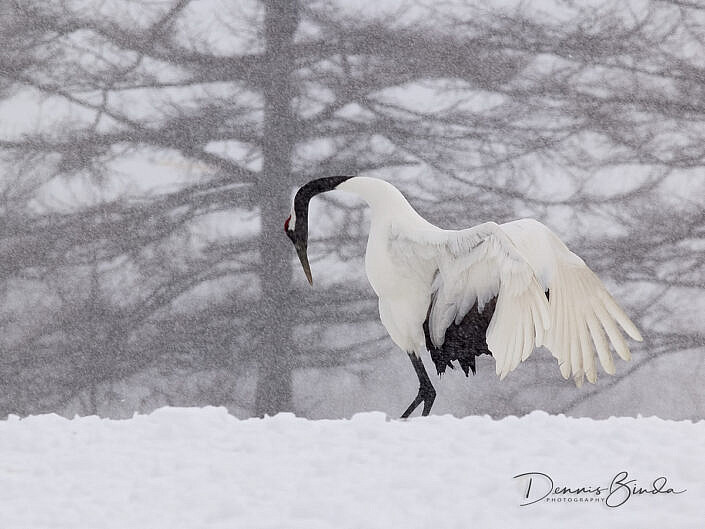 Bowing Red-crowned crane