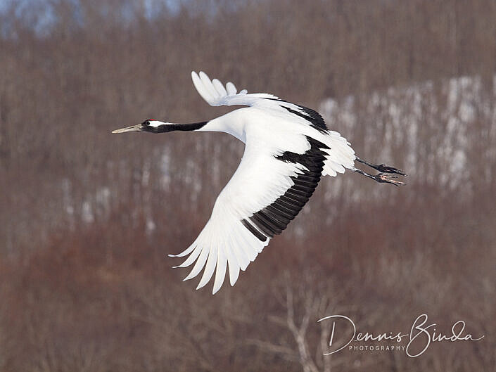 chinese-kraanvogel-red-crowned-crane flying pose