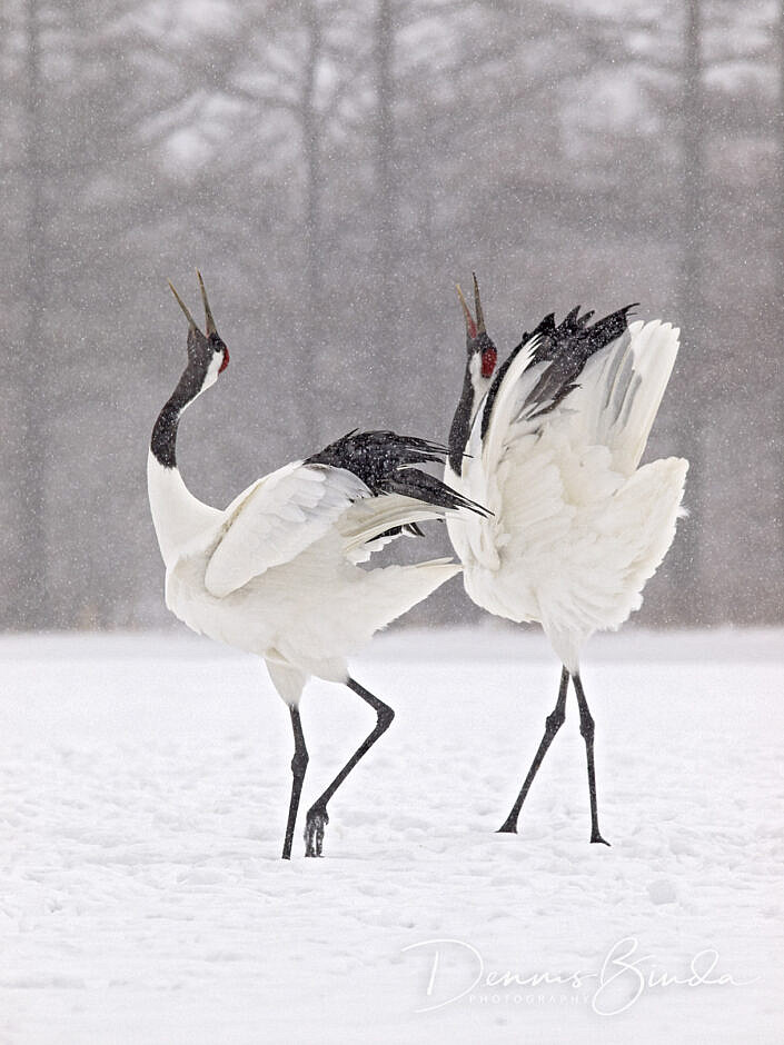 Dancing cranes in snow