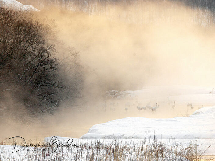 Red-crowned cranes in morning mist